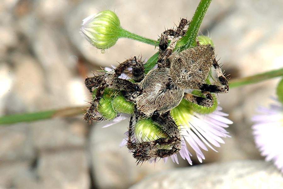 Araneus sp.